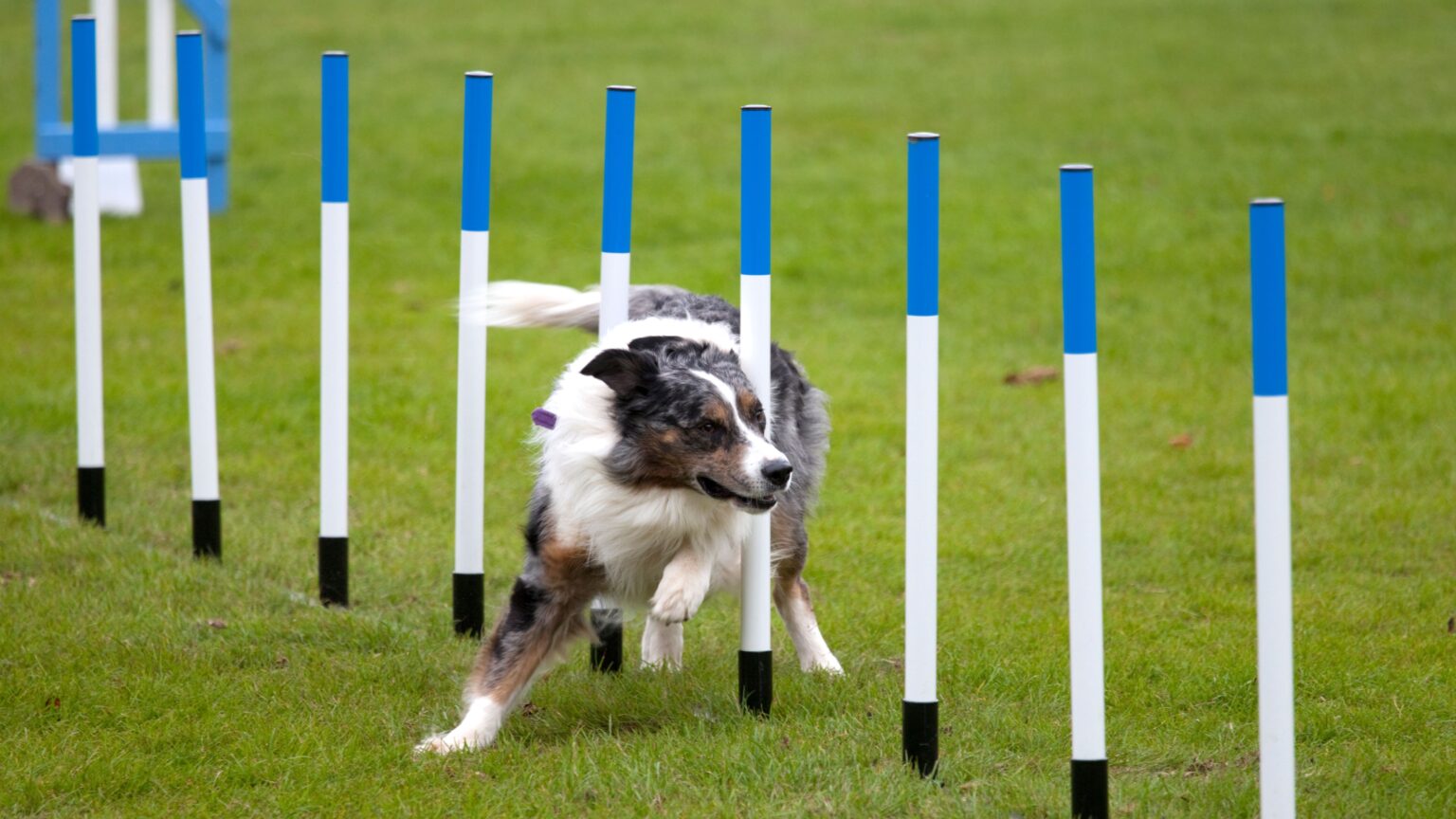 business agility balance adaptive fast